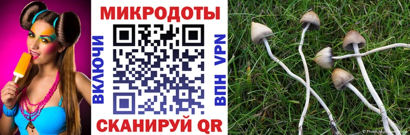 Галлюциногенные грибы Psilocybine cubensis  Керчь 
